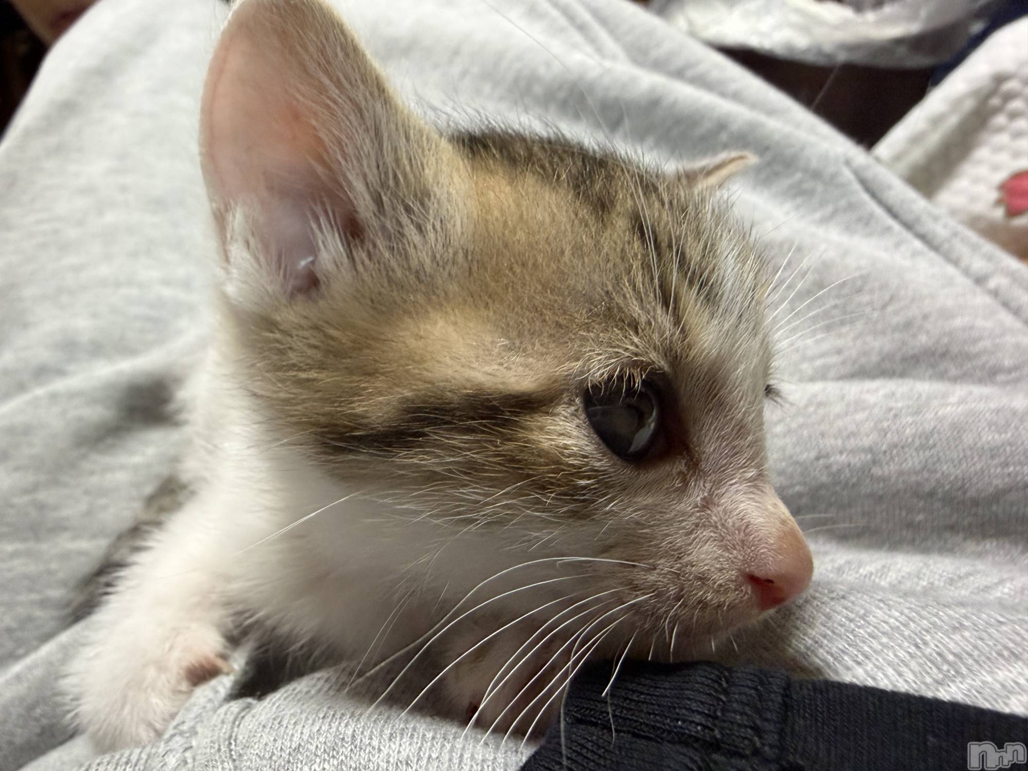 ����������ʥå��������륺�С�Veronica-�������˥�-(�������˥�) ��2026ǯ7��10���̥�֥����֤ˤ��🐱��