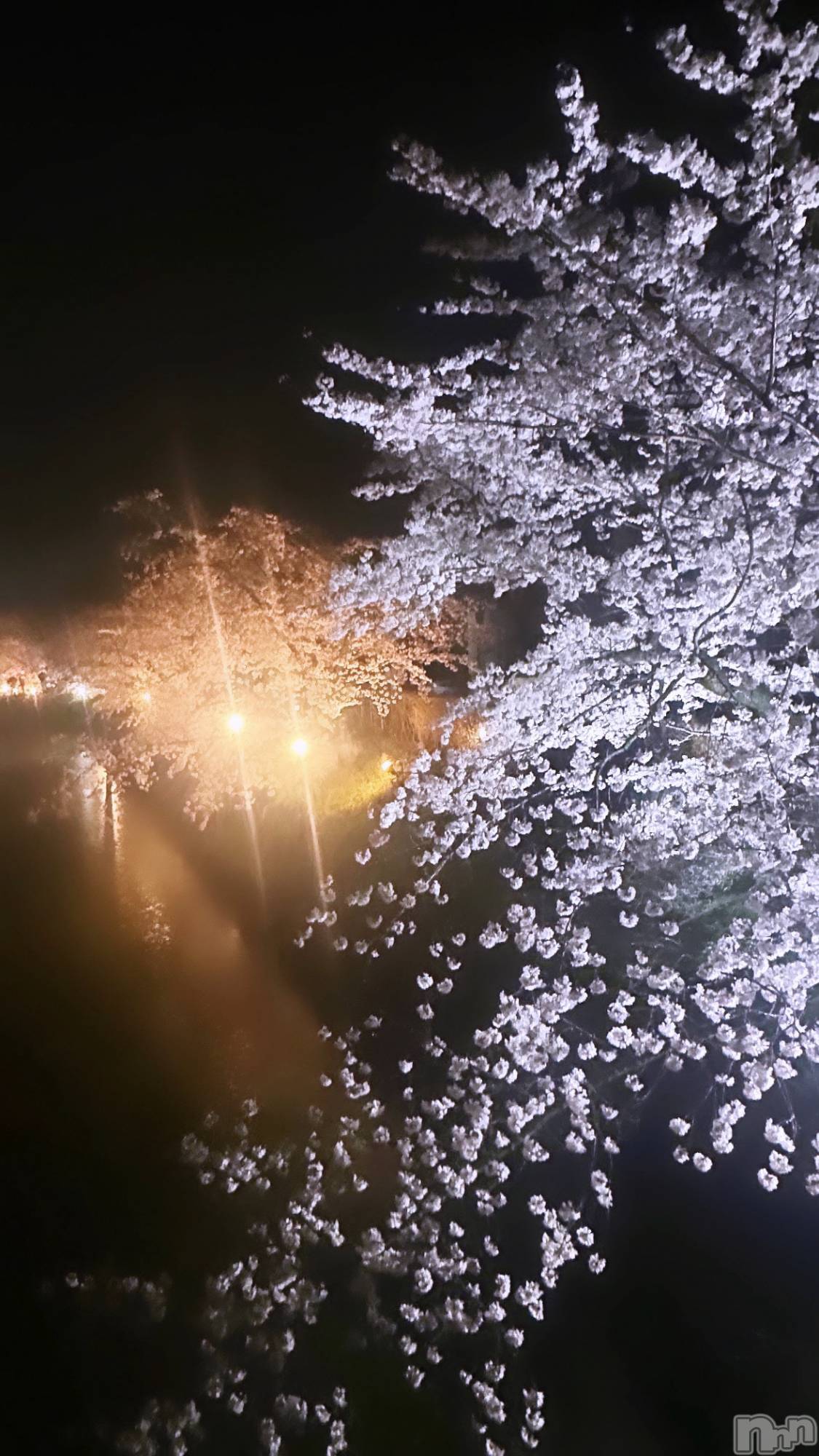 ܱХ顦֥ ץ ( ץ ޥĥ) 2025ǯ414̥֥🌸♡