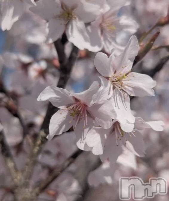ĮХ顦CLUB Venus(֥ʥ) Τ41ֿ̥֥ǯ🌸