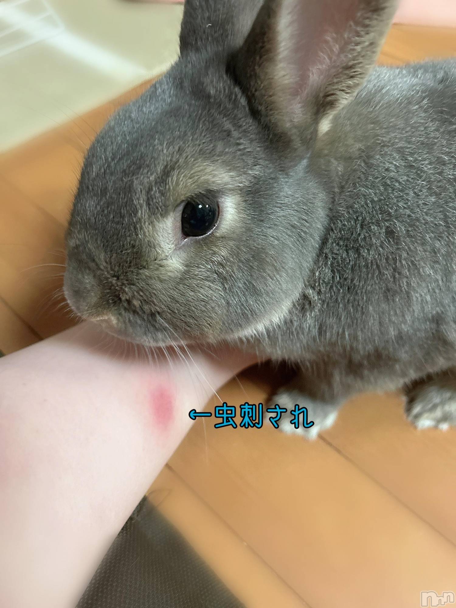 三条デリヘル新潟三条燕ちゃんこ(ニイガタサンジョウツバメチャンコ)ゆかり(36)の2025年10月18日写メブログ「おこです」