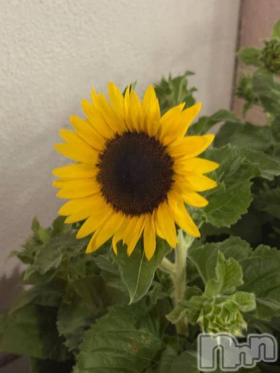 三条デリヘル新潟デリヘル倶楽部　三条店(ニイガタデリヘルクラブ　サンジョウテン)まお(20)の2025年7月21日写メブログ「綺麗に咲いたよ～🫶」