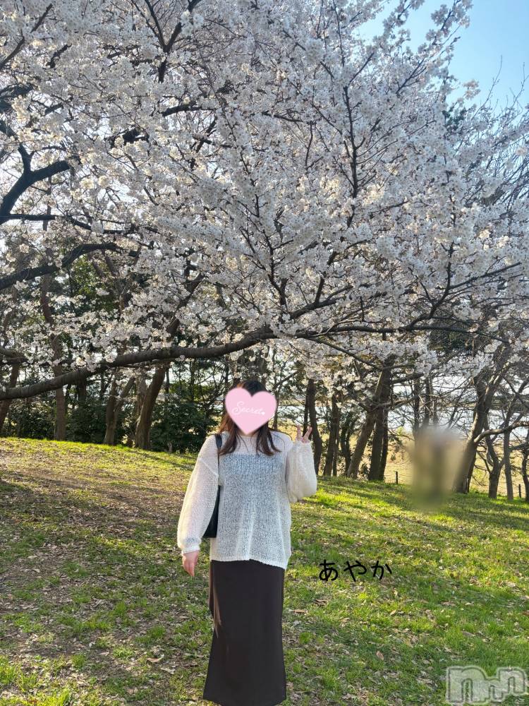 新潟ぽっちゃり新潟元祖！ぽっちゃりデリヘル　ミルクパイ(ニイガタガンソポッチャリデリヘルミルクパイ) あやか(30)の4月17日写メブログ「今年もやっぱり花より」