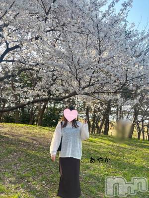 新潟ぽっちゃり 新潟元祖！ぽっちゃりデリヘル　ミルクパイ(ニイガタガンソポッチャリデリヘルミルクパイ) あやか(30)の4月17日写メブログ「今年もやっぱり花より」