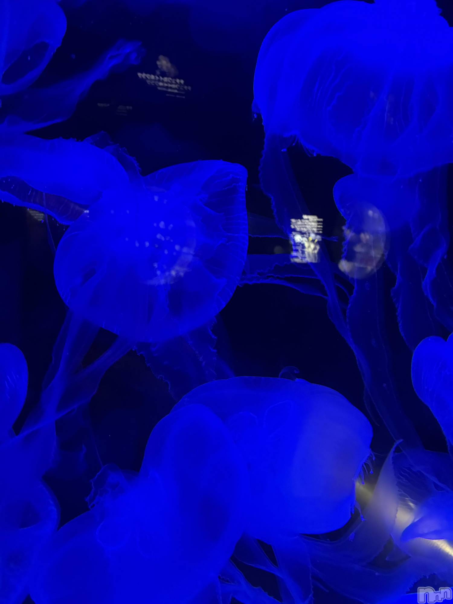 ��Ʋ����Х��顦�����Lounge Veranda(�饦�󥸥٥���) ��2026ǯ1��7���̥�֥����ֽжС�