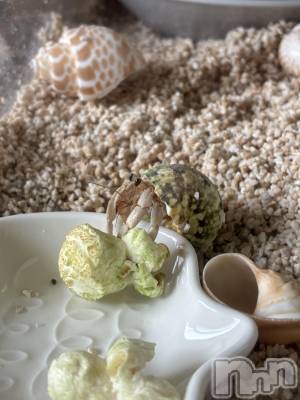 ƲХ顦Lounge Veranda(饦󥸥٥) ʤĤ711ֽ̥֥жС