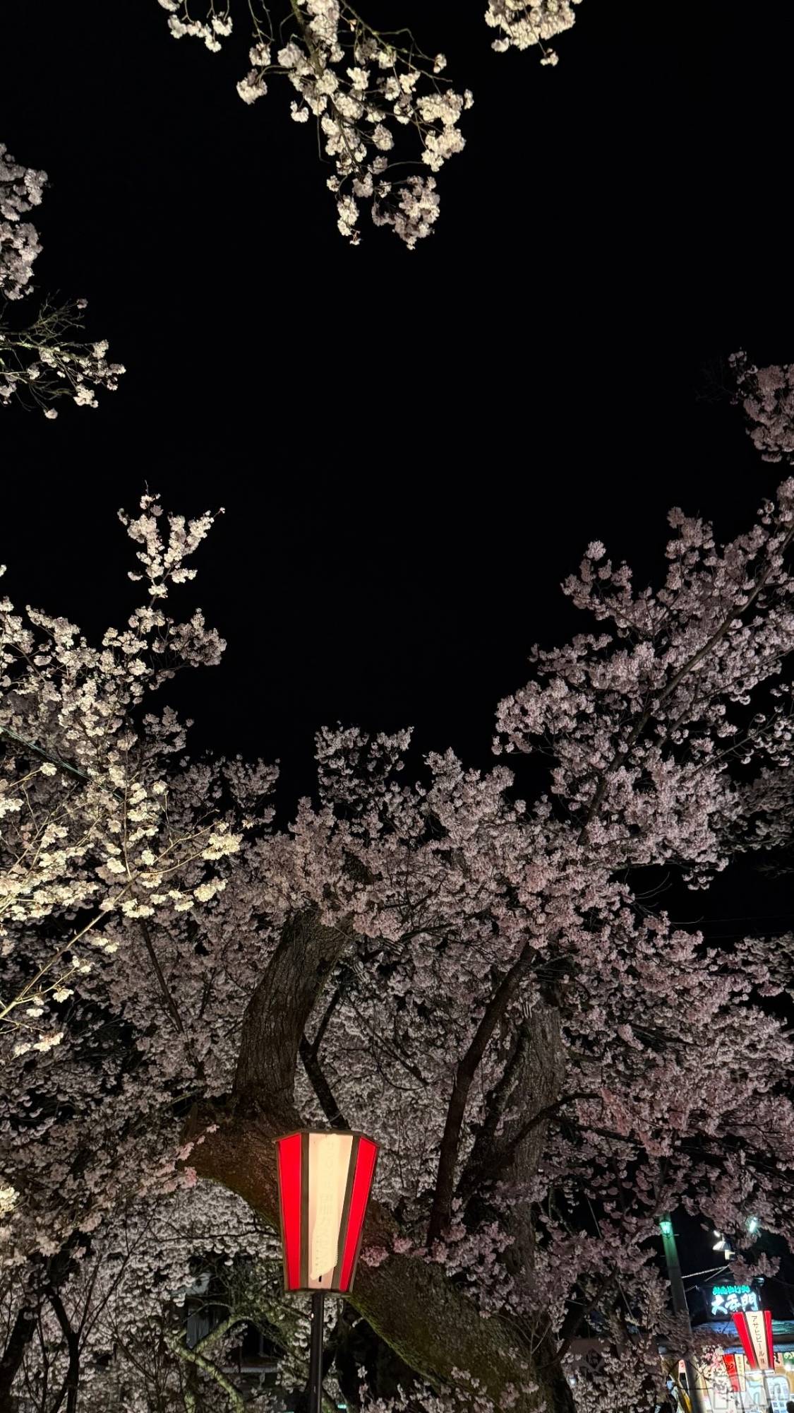 ƲХ顦ֲ֥ڲСݣȣΣ£ɡ(֥ϥʥ) 2025ǯ417̥֥🌸✨