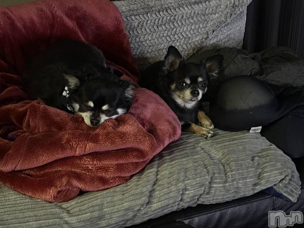 ܱХ顦֥ ץ ( ץ ޥĥ) ʤʤ1030̥֥1030 2314ʬΥ֥