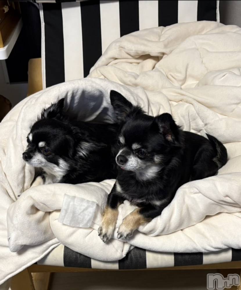 ܱХ顦֥ ץ ( ץ ޥĥ) ʤʤ1120̥֥1120 2121ʬΥ֥