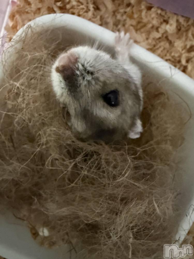 ���ܱ�������Х��顦����֥���� �ץ���� ����(����� �ץ���� �ޥĥ��) �ʤʤ�2��4���̥�֥�����2��4�� 20��57ʬ�Υ֥�����