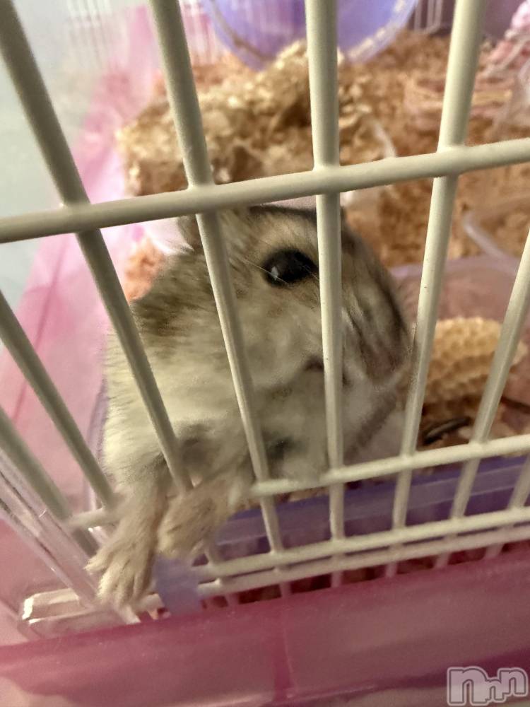 ���ܱ�������Х��顦����֥���� �ץ���� ����(����� �ץ���� �ޥĥ��) �ʤʤ�2��17���̥�֥�����2��17�� 20��25ʬ�Υ֥�����