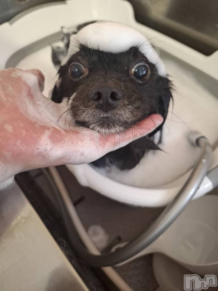 ���ܱ�������Х��顦����֥���� �ץ���� ����(����� �ץ���� �ޥĥ��) �ʤʤ�3��4���̥�֥�����3��4�� 22��39ʬ�Υ֥�����