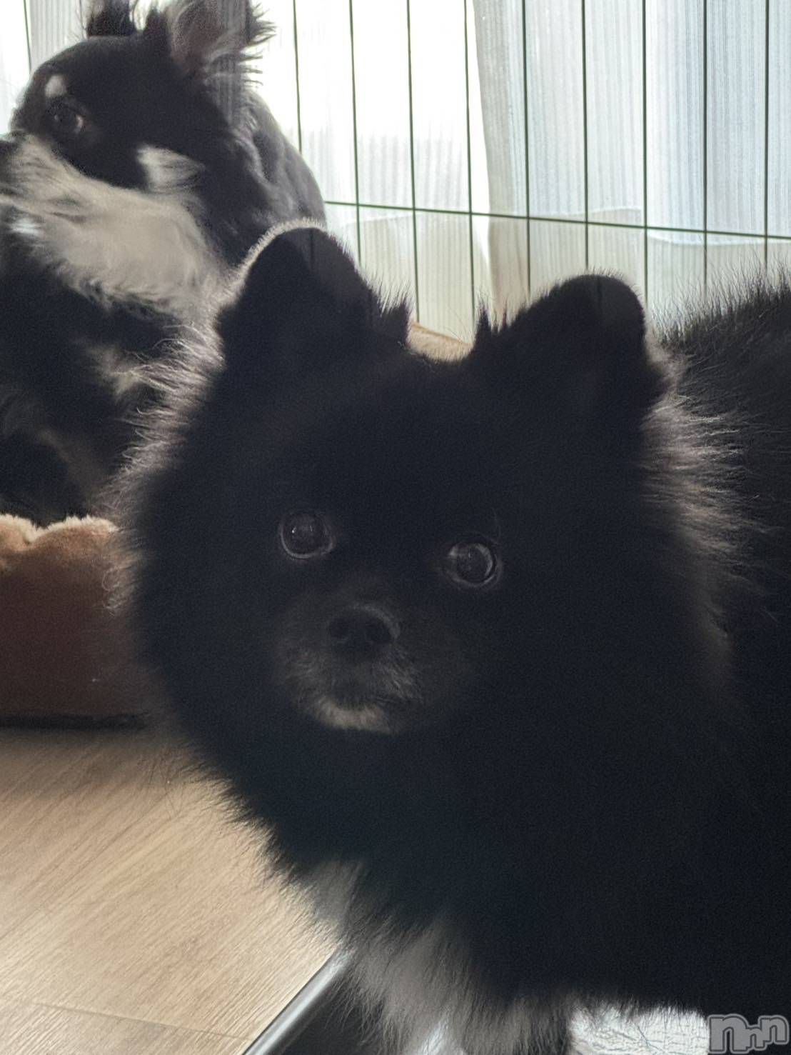 ���ܱ�������Х��顦����֥���� �ץ���� ����(����� �ץ���� �ޥĥ��) ��2025ǯ12��18���̥�֥�����12��18�� 20��07ʬ�Υ֥�����