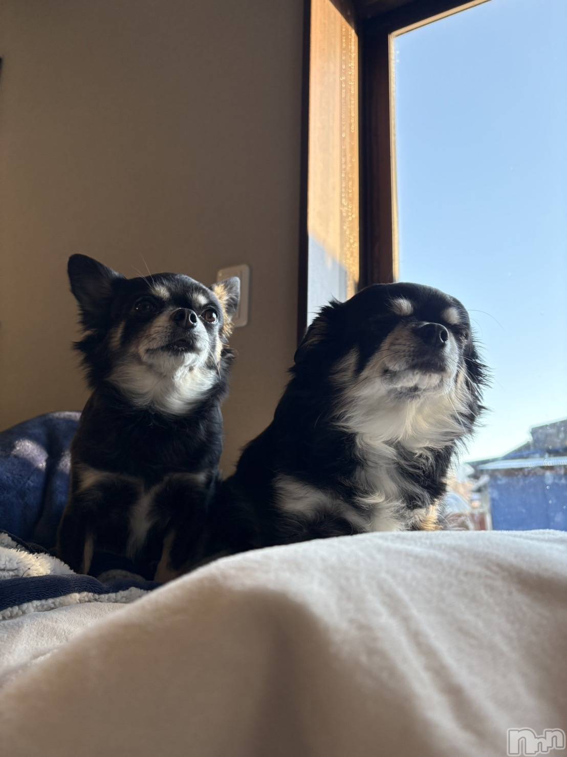 ���ܱ�������Х��顦����֥���� �ץ���� ����(����� �ץ���� �ޥĥ��) ��2026ǯ1��4���̥�֥�����1��4�� 22��00ʬ�Υ֥�����