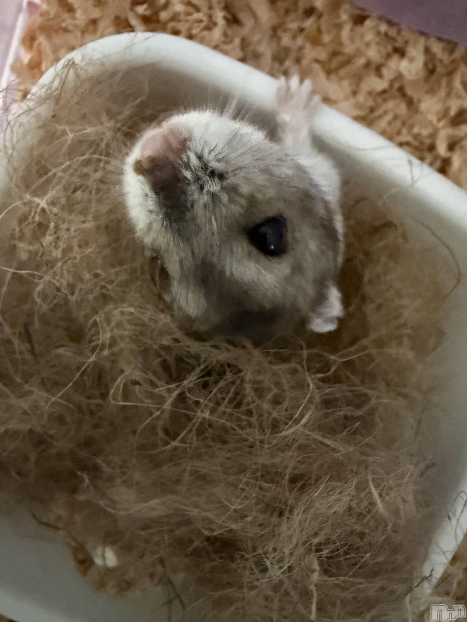 ���ܱ�������Х��顦����֥���� �ץ���� ����(����� �ץ���� �ޥĥ��) ��2026ǯ2��4���̥�֥�����2��4�� 20��57ʬ�Υ֥�����