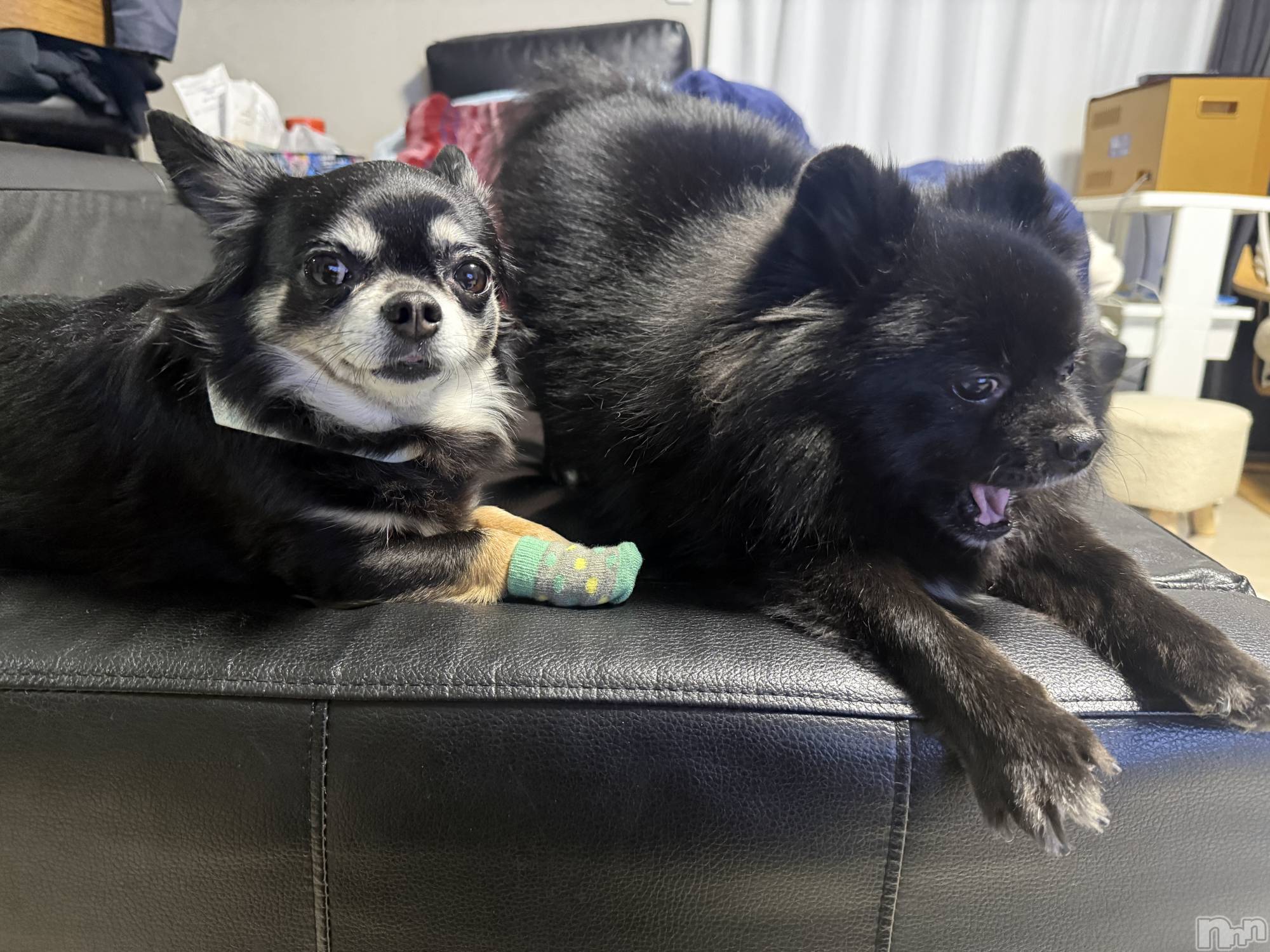 ���ܱ�������Х��顦����֥���� �ץ���� ����(����� �ץ���� �ޥĥ��) ��2026ǯ2��5���̥�֥�����2��5�� 20��42ʬ�Υ֥�����