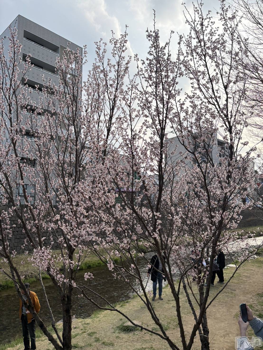 ���ܱ�������Х��顦����֥���� �ץ���� ����(����� �ץ���� �ޥĥ��) ��2026ǯ3��28���̥�֥�����3��28�� 22��21ʬ�Υ֥�����