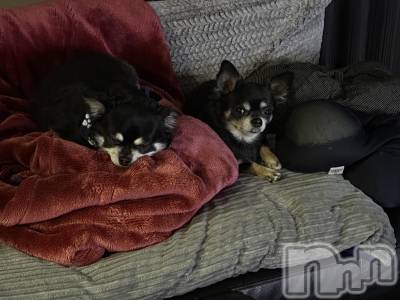 ܱХ顦֥ ץ ( ץ ޥĥ) ʤ(18)1030̥֥1030 2314ʬΥ֥