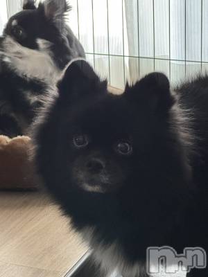 ���ܱ�������Х��顦����֥���� �ץ���� ����(����� �ץ���� �ޥĥ��) �ʤ�(18)��12��18���̥�֥�����12��18�� 20��07ʬ�Υ֥�����