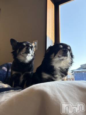 ���ܱ�������Х��顦����֥���� �ץ���� ����(����� �ץ���� �ޥĥ��) �ʤ�(18)��1��4���̥�֥�����1��4�� 22��00ʬ�Υ֥�����