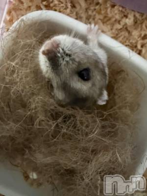 ���ܱ�������Х��顦����֥���� �ץ���� ����(����� �ץ���� �ޥĥ��) �ʤ�(18)��2��4���̥�֥�����2��4�� 20��57ʬ�Υ֥�����