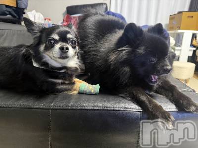 ���ܱ�������Х��顦����֥���� �ץ���� ����(����� �ץ���� �ޥĥ��) �ʤ�(18)��2��5���̥�֥�����2��5�� 20��42ʬ�Υ֥�����