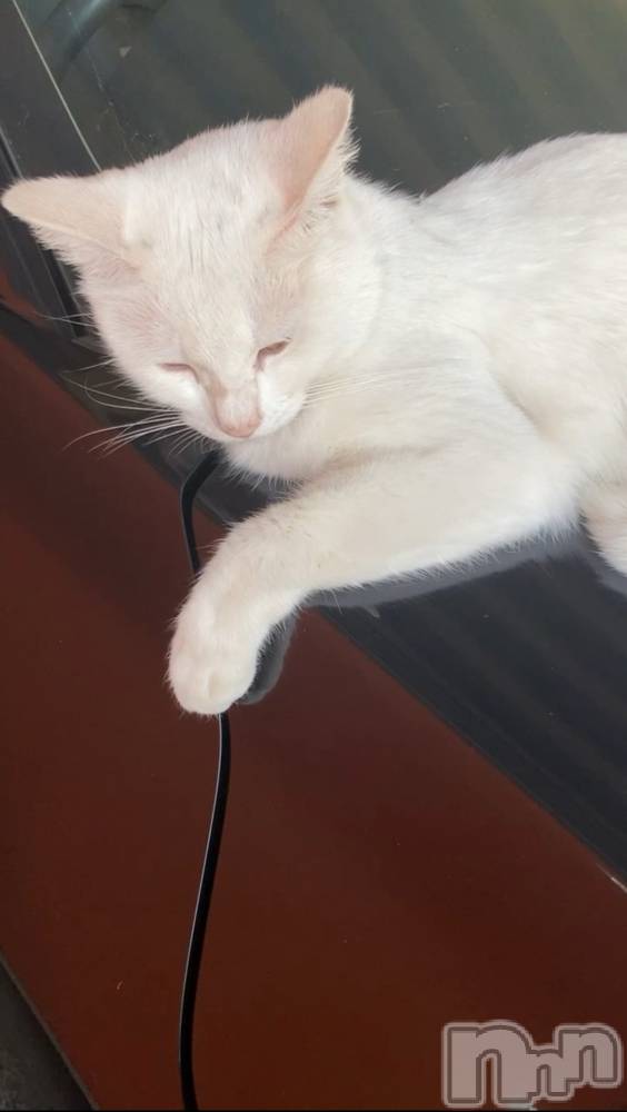 ���ܱ�������Х��顦����֥���� �ץ���� ����(����� �ץ���� �ޥĥ��) �Ҥʤ�5��5���̥�֥�����5��5�� 21��08ʬ�Υ֥�����