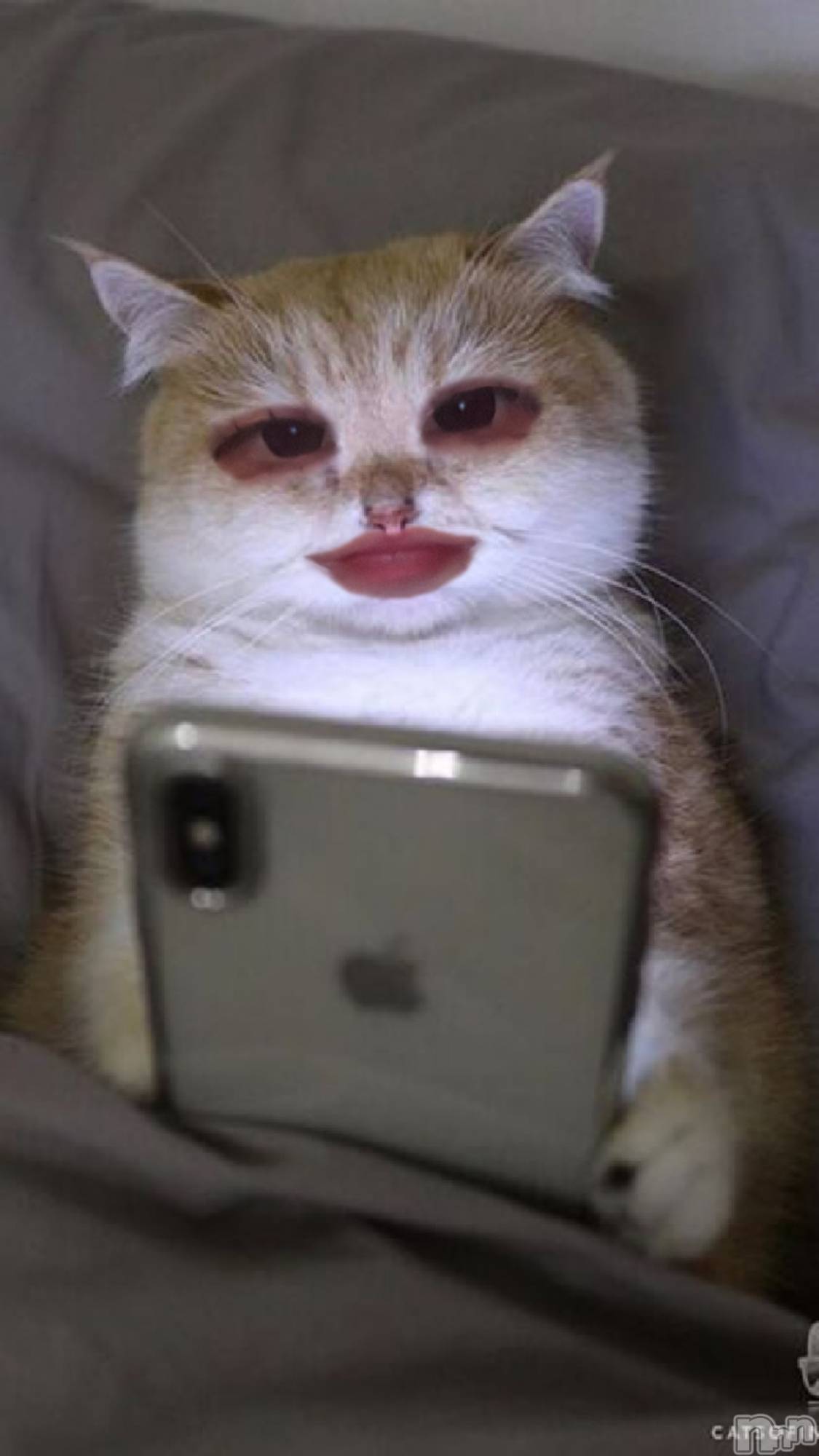 ���ܱ�������Х��顦����֥���� �ץ���� ����(����� �ץ���� �ޥĥ��) ��2026ǯ2��15���̥�֥�����2��15�� 00��09ʬ�Υ֥�����