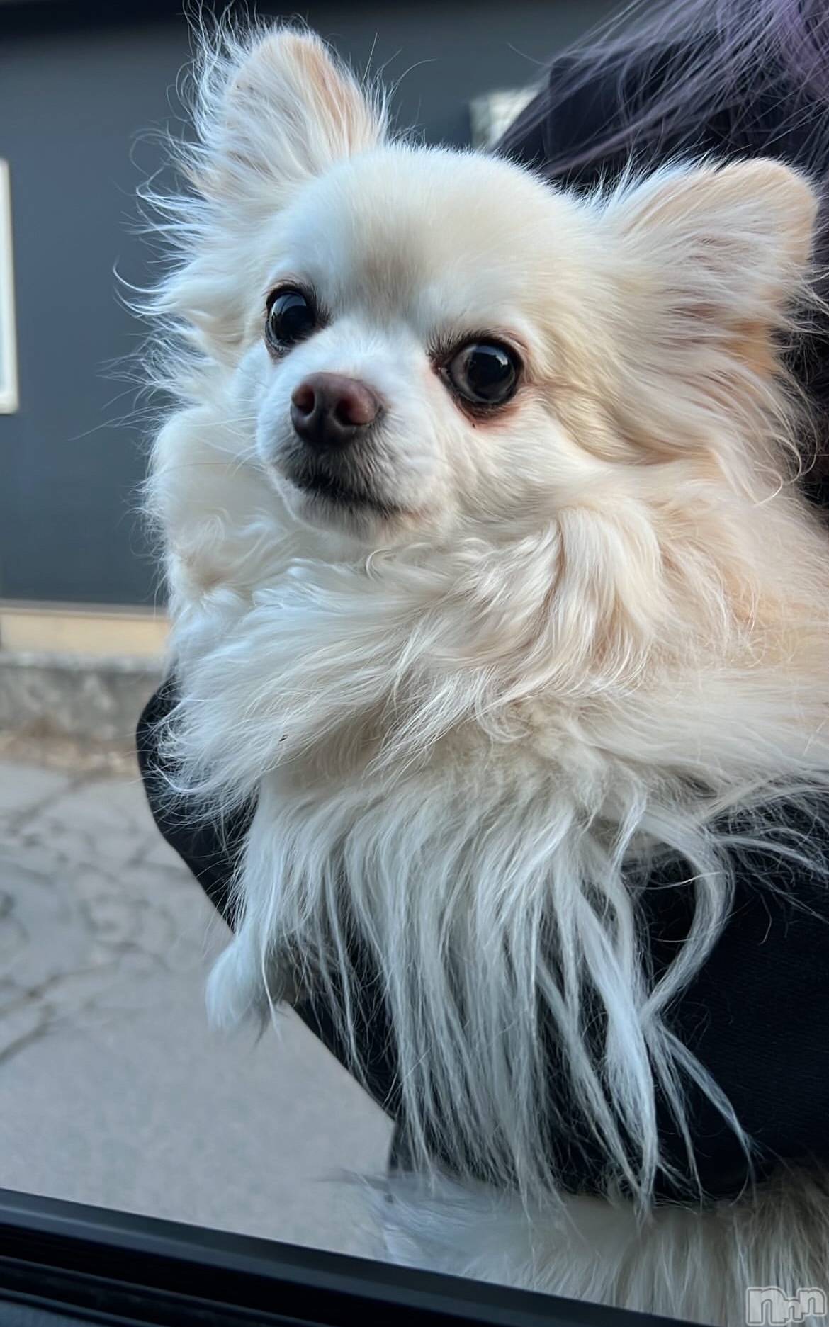 ���ܱ�������Х��顦����֥���� �ץ���� ����(����� �ץ���� �ޥĥ��) ��2026ǯ3��2���̥�֥�����3��2�� 22��47ʬ�Υ֥�����