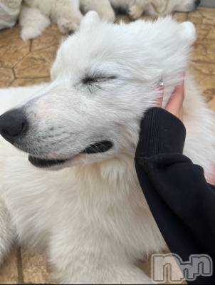ܱХ顦֥ ץ ( ץ ޥĥ) Ҥʤ428̥֥🐶