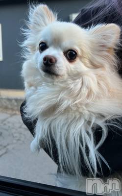 ���ܱ�������Х��顦����֥���� �ץ���� ����(����� �ץ���� �ޥĥ��) �Ҥʤ�3��2���̥�֥�����3��2�� 22��47ʬ�Υ֥�����