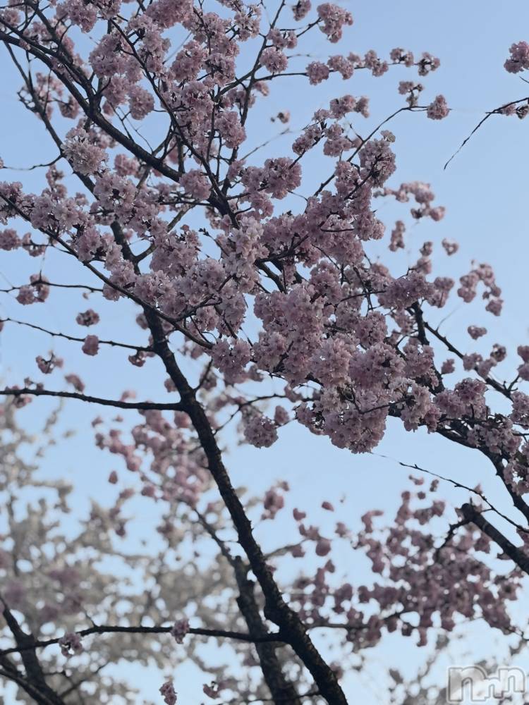 ��ˬ����Х��顦����֥���� �ץ���� ��ˬ(����� �ץ���� ����) ɢ�� ��ͤ�4��19���̥�֥�����🌸��