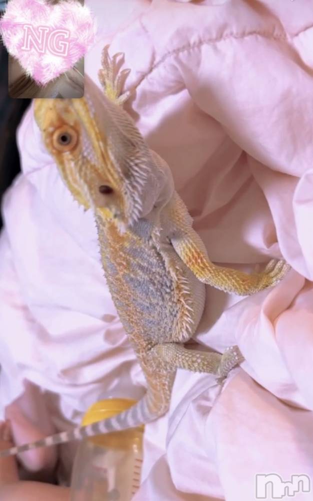 ��ˬ����Х��顦����֥���� �ץ���� ��ˬ(����� �ץ���� ����) ɢ�� ��ͤ�1��7���̥�֥�����👶🏻��