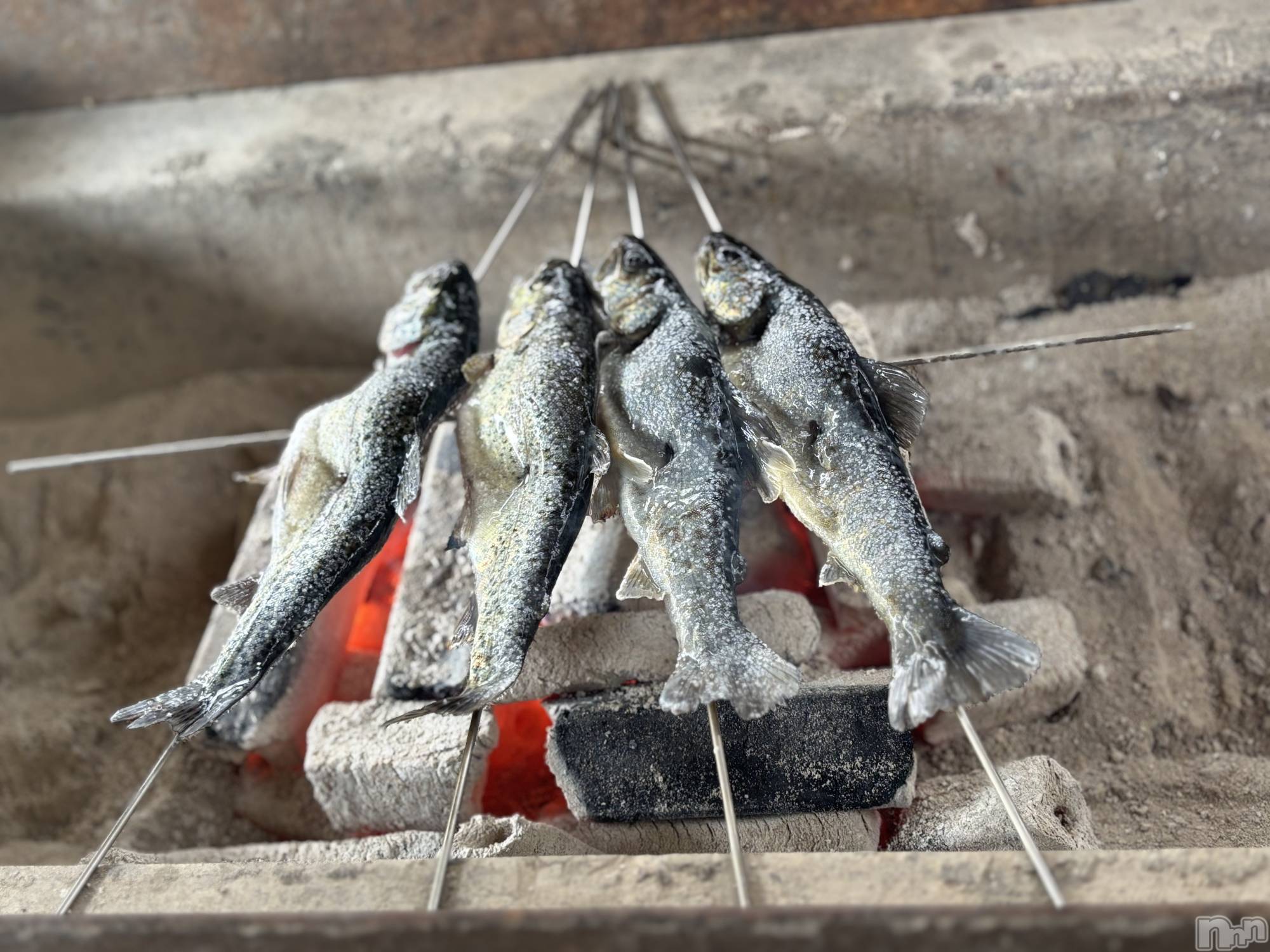 ��ˬ����Х��顦����֥���� �ץ���� ��ˬ(����� �ץ���� ����) ��2025ǯ4��19���̥�֥�����BBQ��