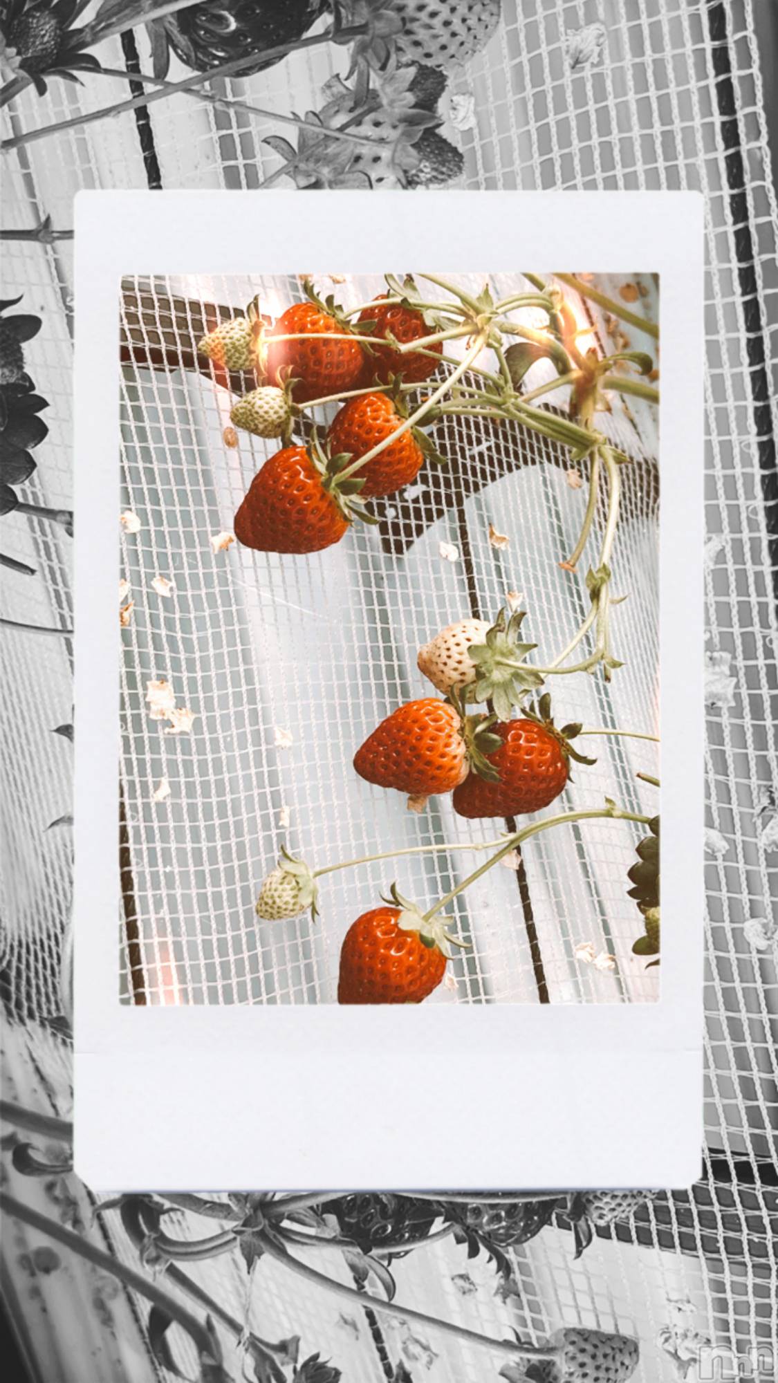 ��ˬ����Х��顦����֥���� �ץ���� ��ˬ(����� �ץ���� ����) ��2025ǯ5��29���̥�֥�����🫧ྀི��