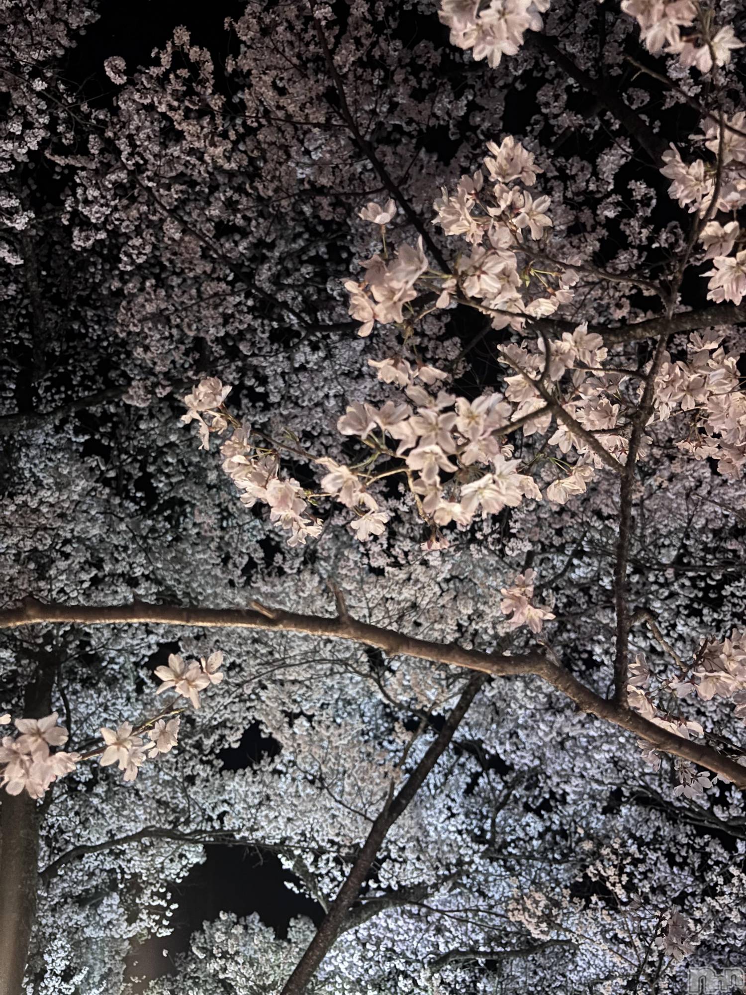 ��ˬ����Х��顦����֥���� �ץ���� ��ˬ(����� �ץ���� ����) ��2026ǯ4��16���̥�֥�����🌸��