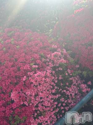 ��ˬ����Х��顦����֥���� �ץ���� ��ˬ(����� �ץ���� ����) ɢ�� ���(28)��5��5���̥�֥�����🌺��