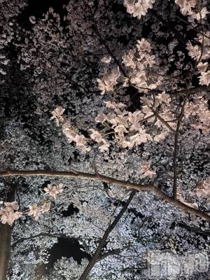 ��ˬ����Х��顦����֥���� �ץ���� ��ˬ(����� �ץ���� ����) ɢ�� ��ͤ�4��16���̥�֥�����🌸��