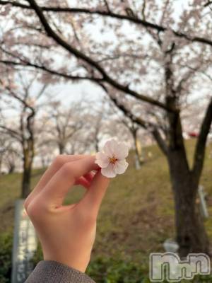 新潟デリヘル Melt(メルト) うた(22)の4月6日写メブログ「教えて...🌸」