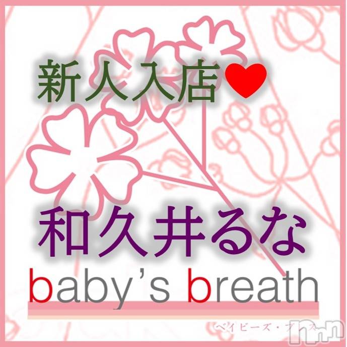 㡦ȯĥꥢ󥺥baby's breath(٥ӡ ֥쥹) µװʡڿۤ͡45̥֥֤ϤޤơʤǤ