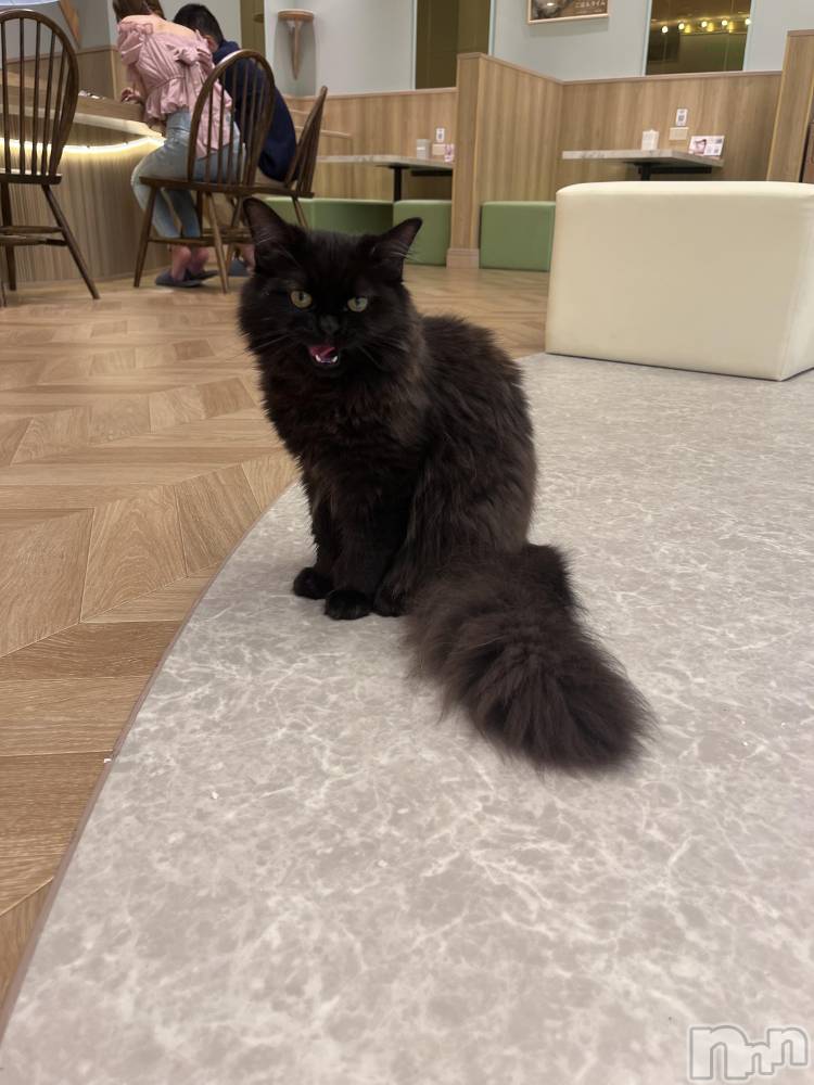 ܱХ顦֥ ץ ( ץ ޥĥ) 椺813̥֥🐱