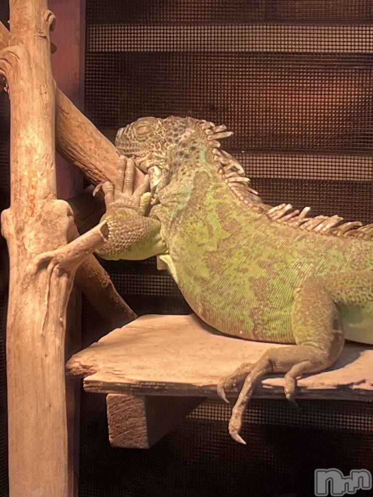 ܱХ顦֥ ץ ( ץ ޥĥ) 椺814̥֥🦎
