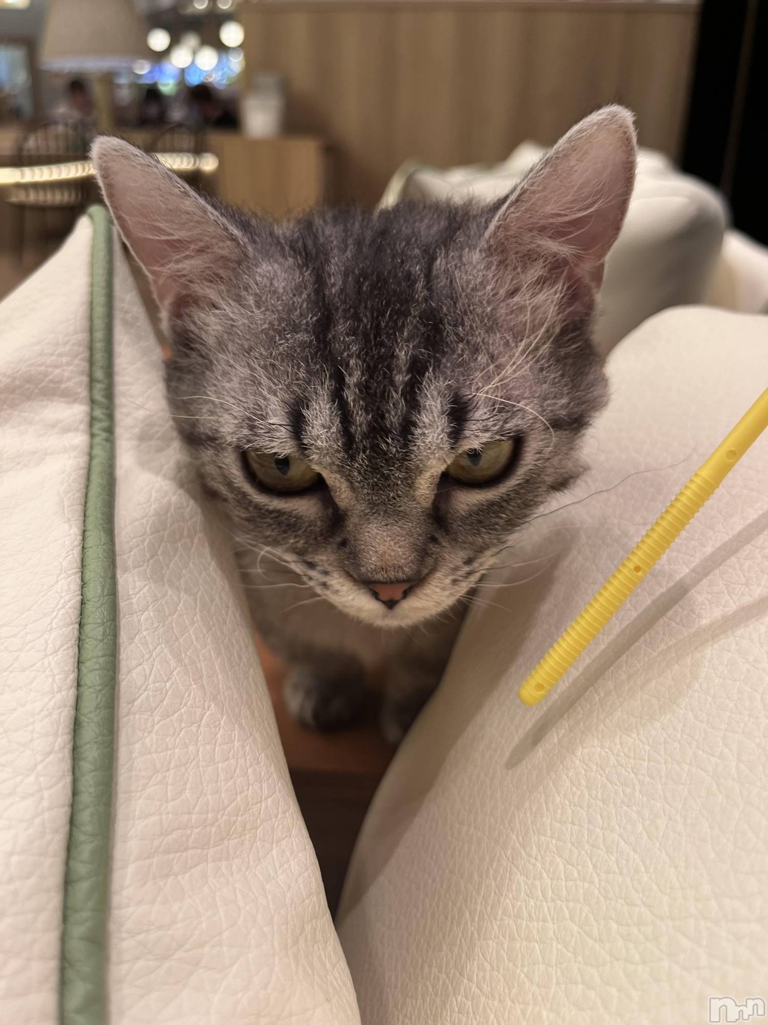 ܱХ顦֥ ץ ( ץ ޥĥ) 2025ǯ78̥֥🐱
