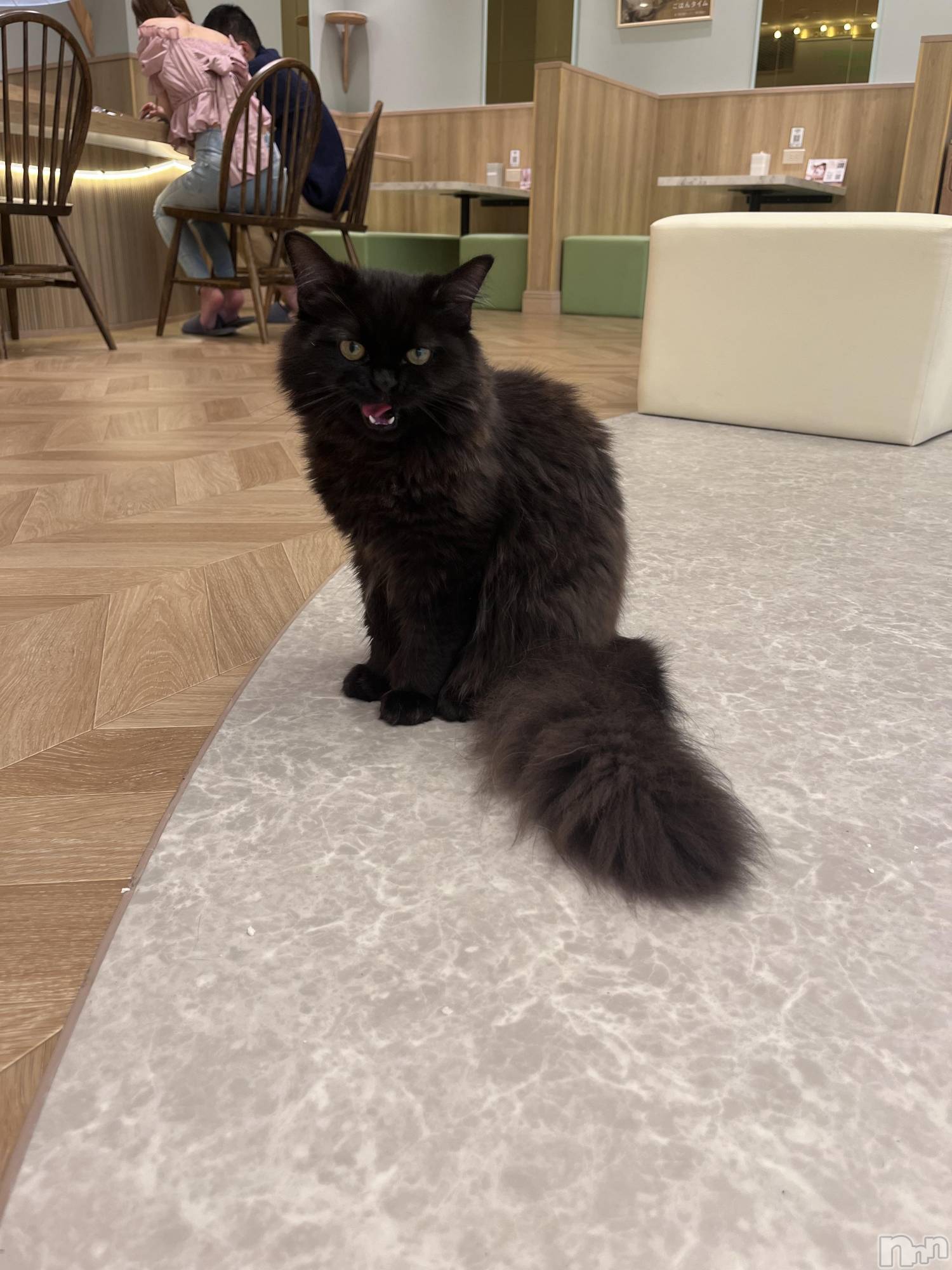 ܱХ顦֥ ץ ( ץ ޥĥ) 2025ǯ813̥֥🐱