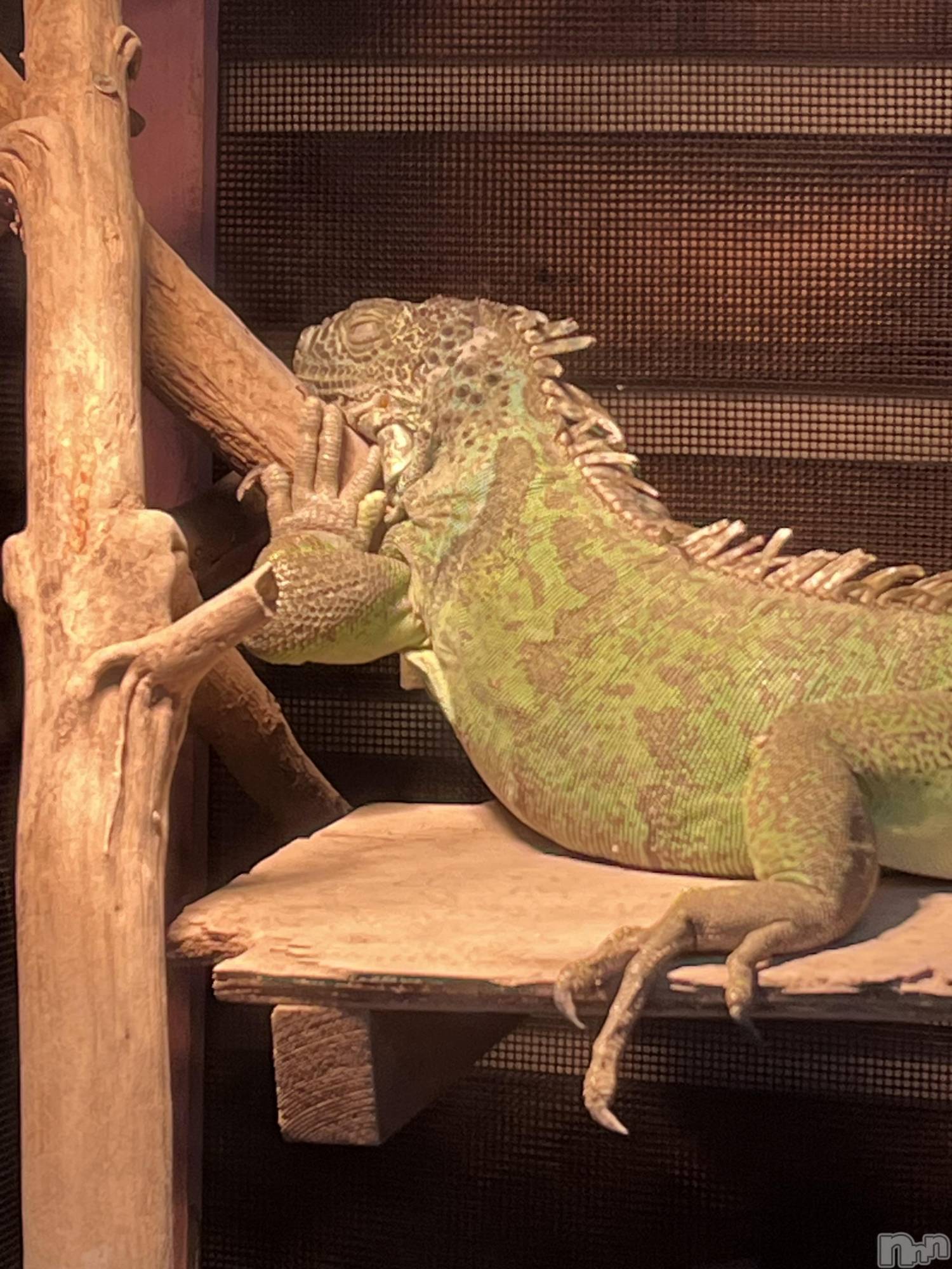 ܱХ顦֥ ץ ( ץ ޥĥ) 2025ǯ814̥֥🦎