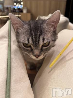 ܱХ顦֥ ץ ( ץ ޥĥ) 椺(21)78̥֥🐱