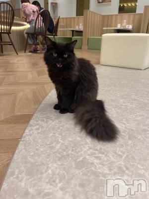 ܱХ顦֥ ץ ( ץ ޥĥ) 椺(21)813̥֥🐱