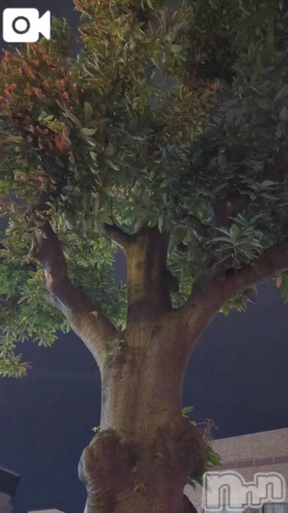 新潟デリヘル熟女の風俗 最終章(ジュクジョノフウゾクサイシュウショウ) さちこ(50)の11月11日写メブログ「冬が来ちゃう💦」