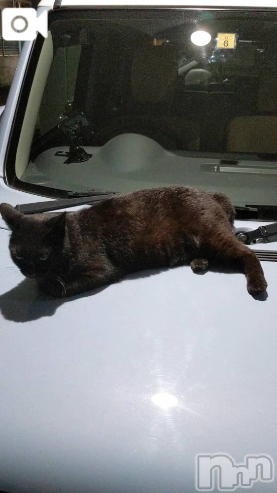 新潟デリヘル熟女の風俗 最終章(ジュクジョノフウゾクサイシュウショウ) さちこ(50)の1月28日写メブログ「猫🐱」