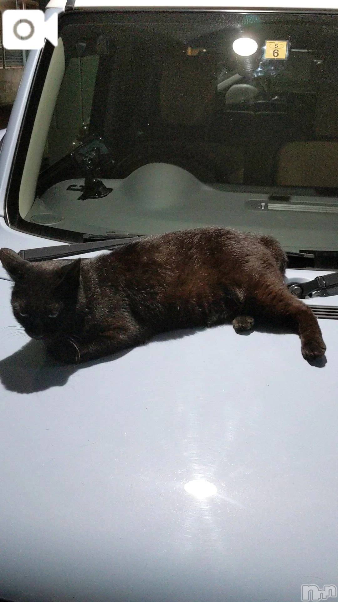 新潟デリヘル熟女の風俗 最終章(ジュクジョノフウゾクサイシュウショウ)さちこ(50)の2026年1月28日写メブログ「猫🐱」