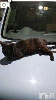 新潟デリヘル 熟女の風俗 最終章(ジュクジョノフウゾクサイシュウショウ) さちこ(50)の11月17日写メブログ「モフモフ💕︎」